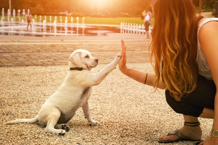 Welcoming Your Best Friend: A Guide to Caring for Your New Puppy