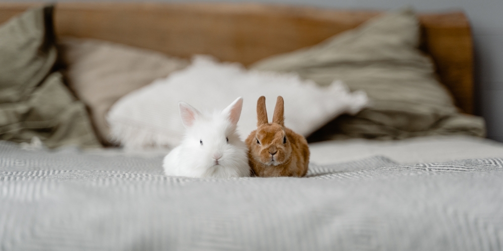 Fluffy Friends: Rabbits vs. Guinea Pigs – Which Makes the Perfect Pet?